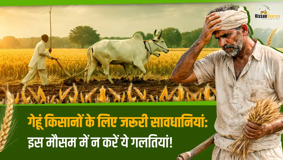 गेहूं किसानों के लिए जरूरी सावधानियां: इस मौसम में न करें ये गलतियां!