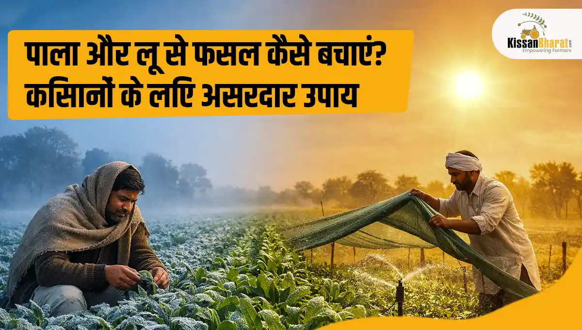 पाला और लू से फसल कैसे बचाएं? किसानों के लिए असरदार उपाय
