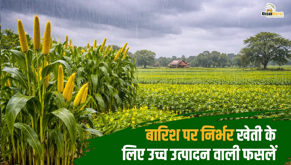 Best Crops for Rainfed Farming: High-Yield Options