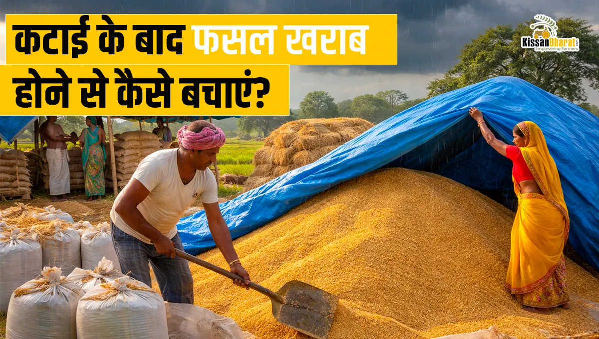 Post-Harvest Storage Tips to Prevent Crop Loss