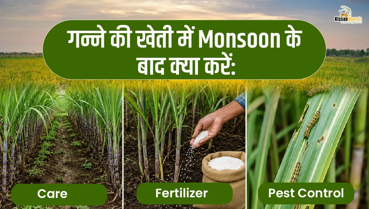 गन्ने की खेती में Monsoon के बाद क्या करें: Care, Fertilizer और Pest Control