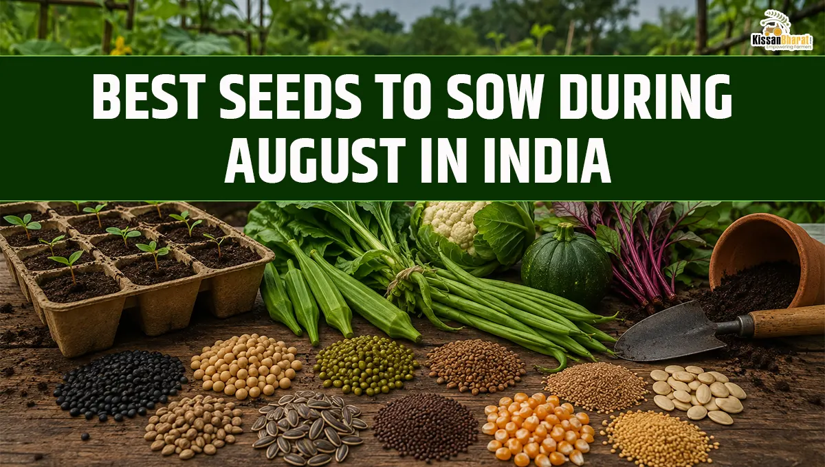 Best Seeds to Sow During August in India