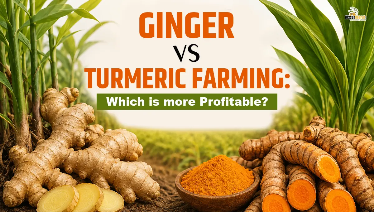 Ginger vs Turmeric Farming: Which is more Profitable?