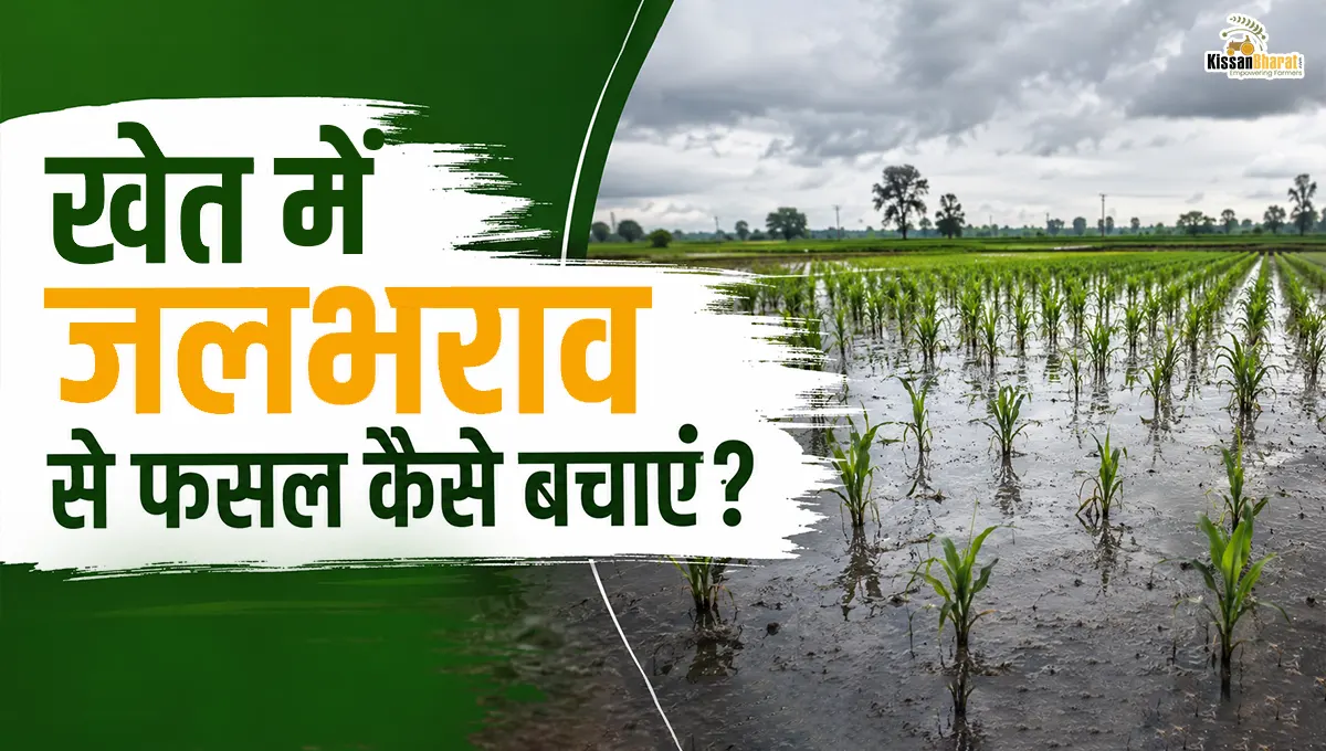 खेत में जलभराव से फसल कैसे बचाएं? 