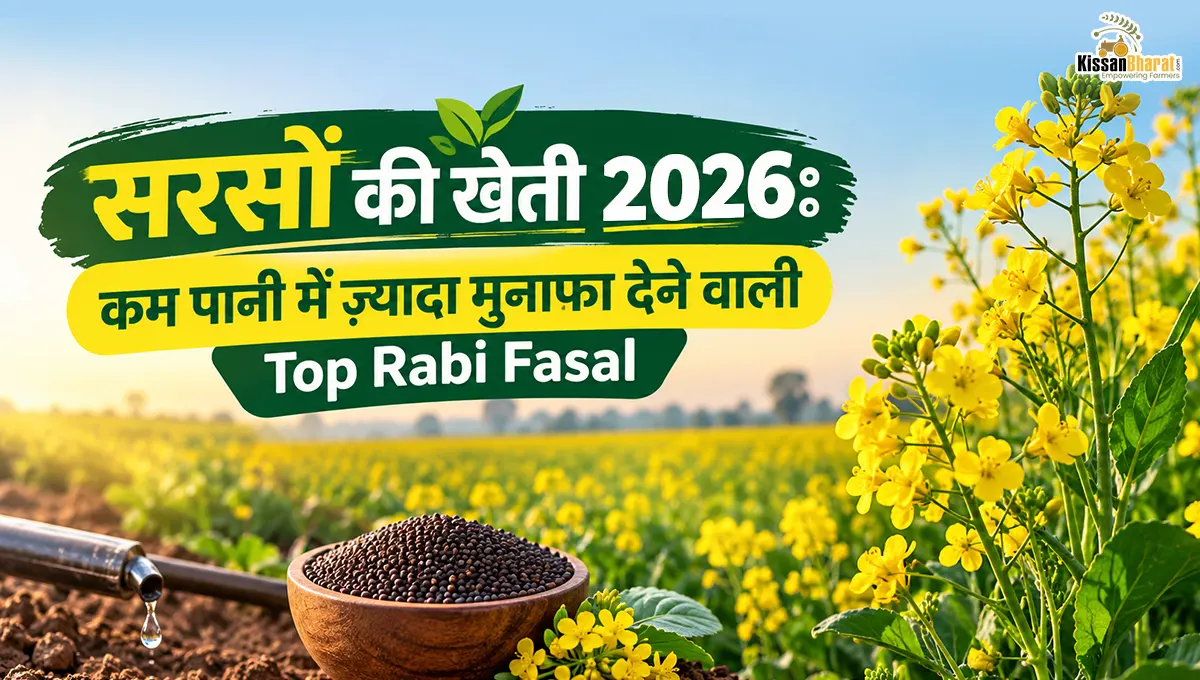 सरसों की खेती 2026: कम पानी में ज़्यादा मुनाफा देने वाली Top Rabi Fasal