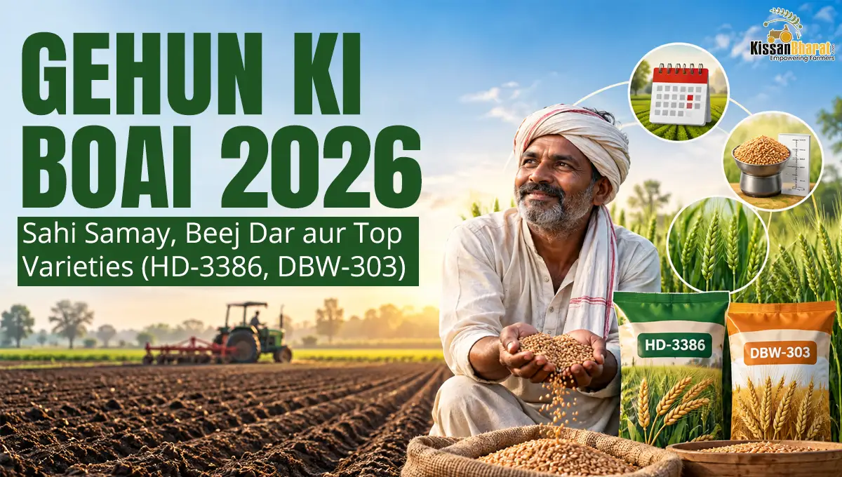Gehun ki Boai 2026: Sahi Samay, Beej Dar aur Top Varieties (HD-3386, DBW-303)