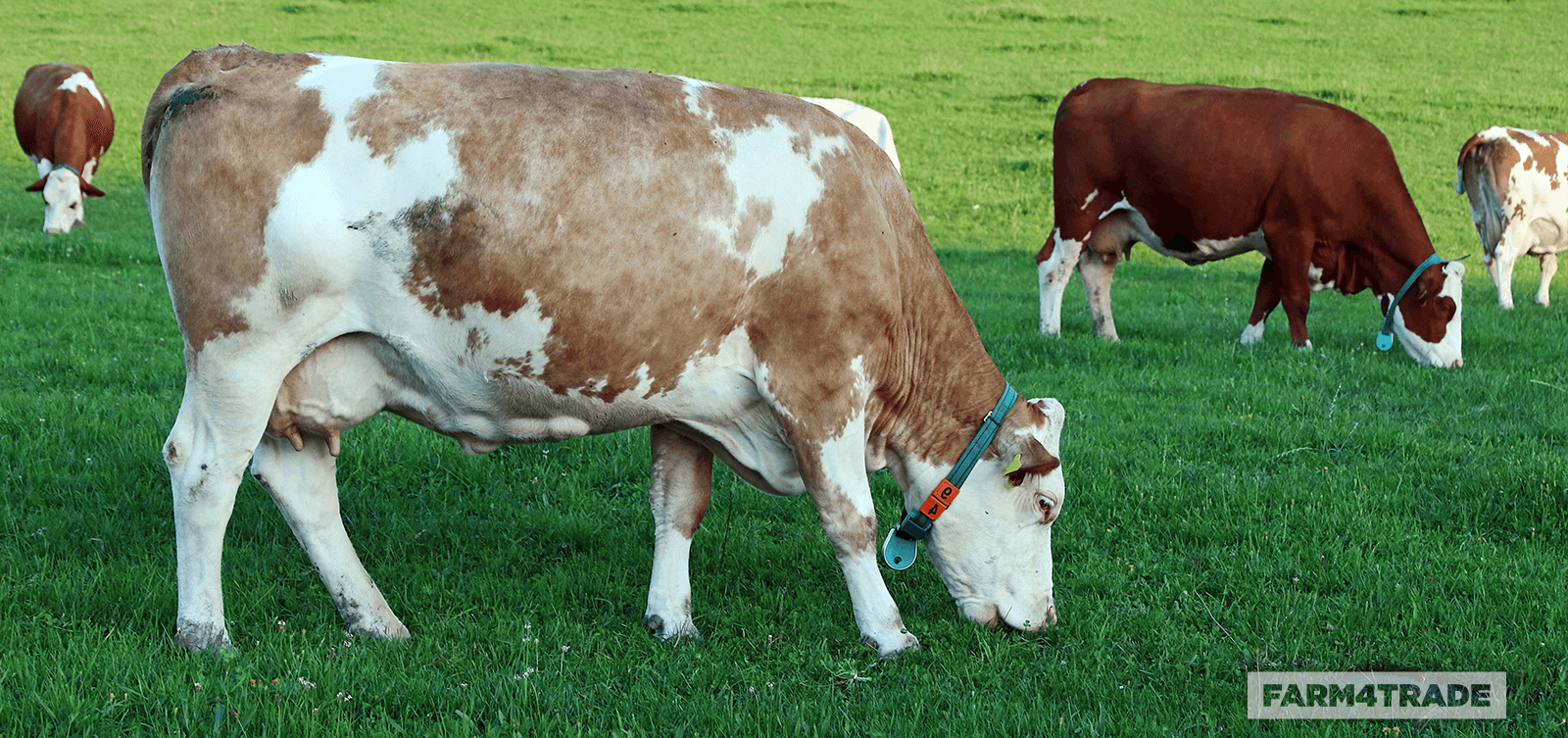 Livestock Farming: Backbo