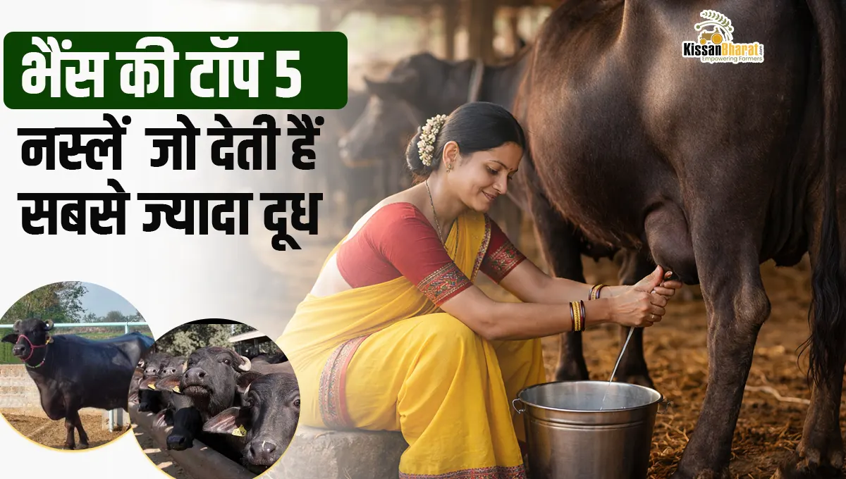 भैंस की ट�