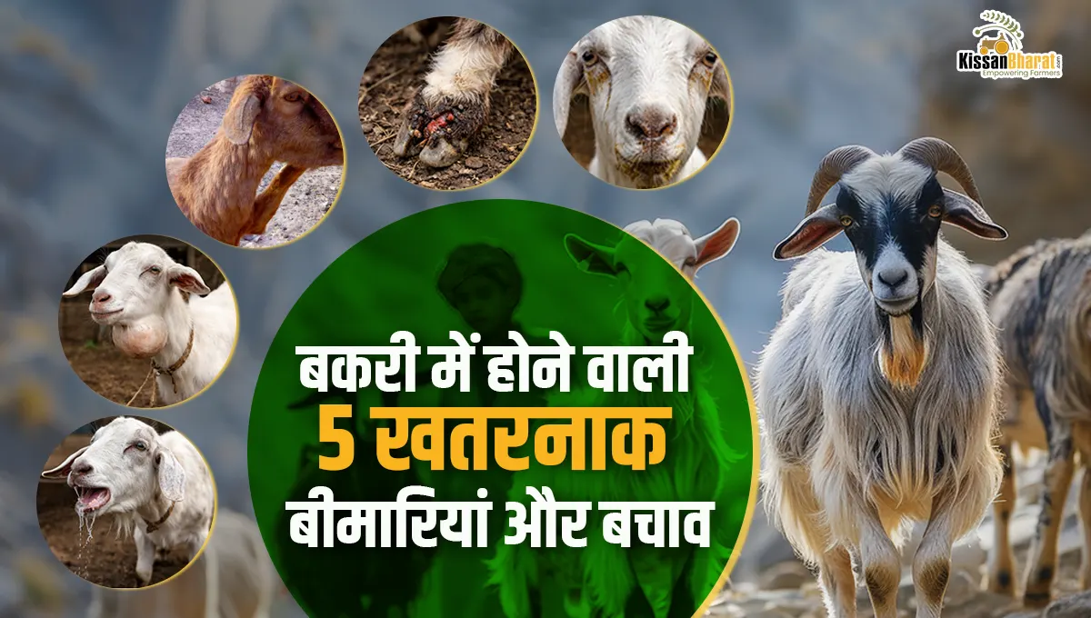 बकरी में �