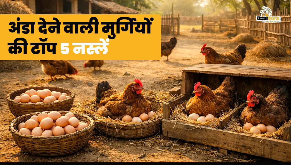 अंडा देने