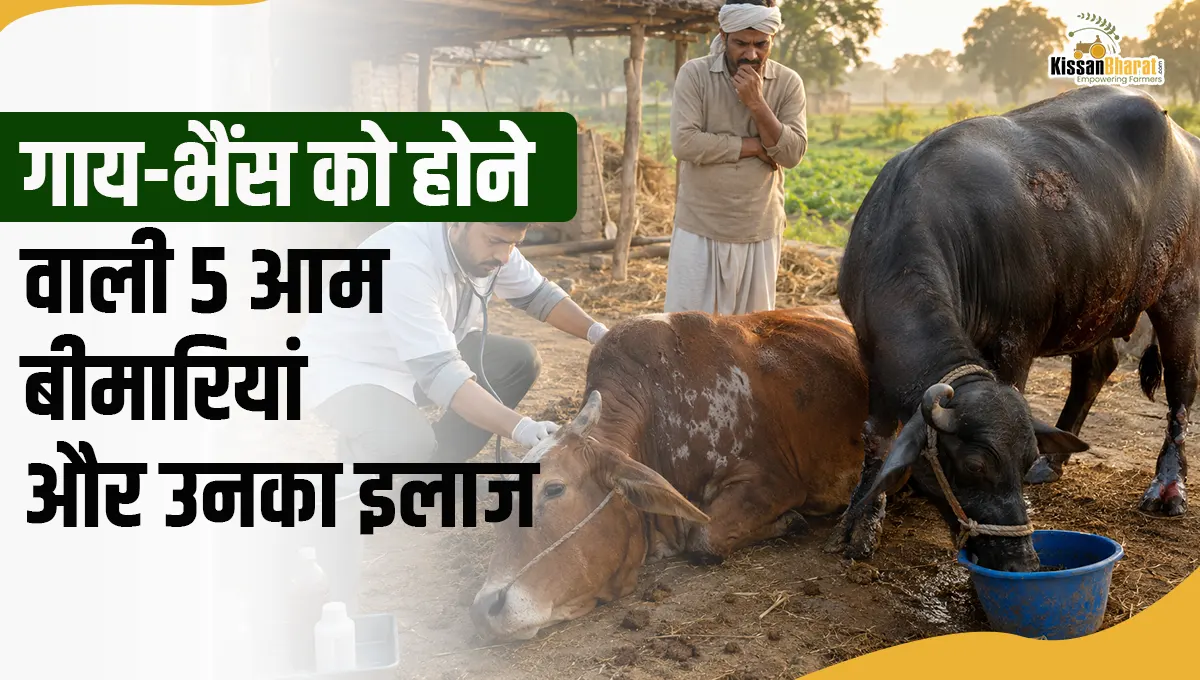 गाय-भैंस �