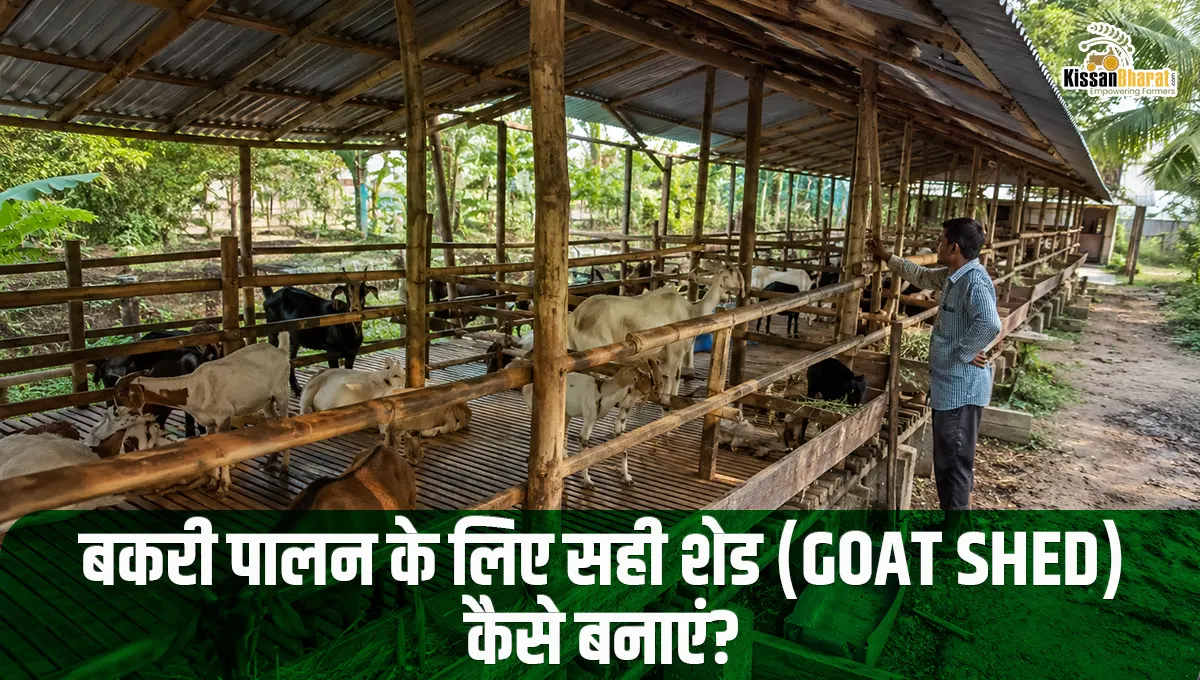 बकरी पालन