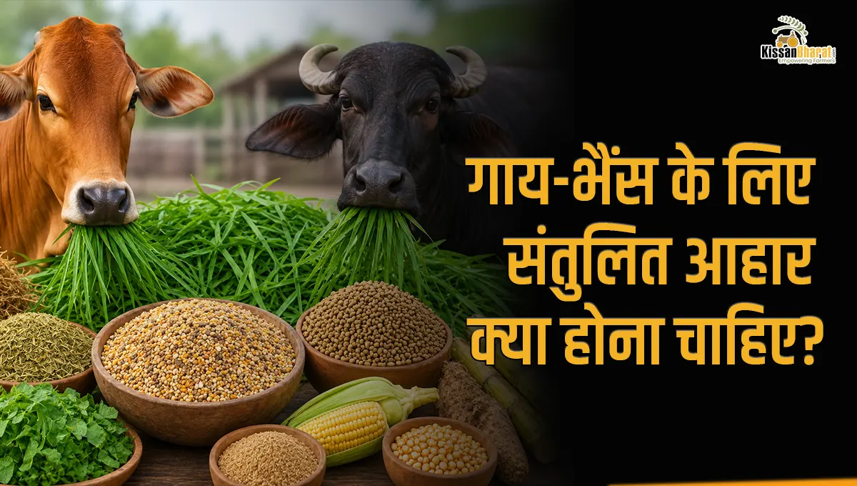 गाय-भैंस के लिए संत�