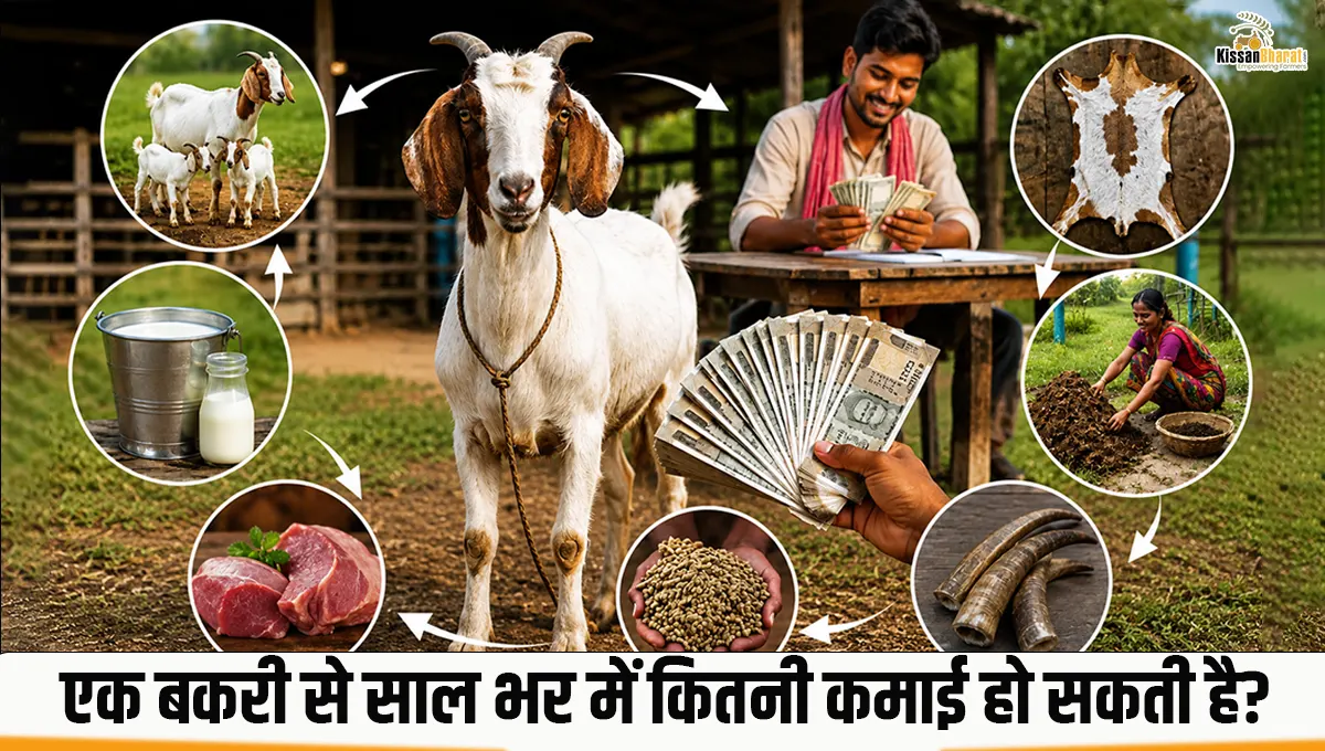 एक बकरी से साल भर मे