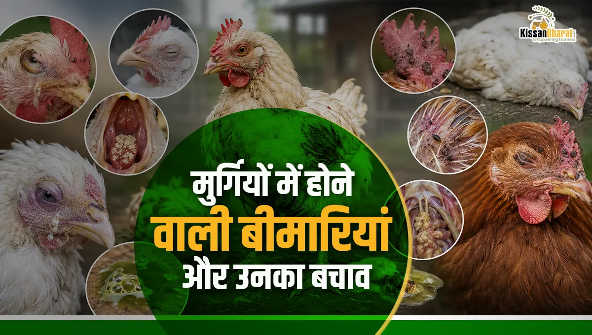 मुर्गियों में होने